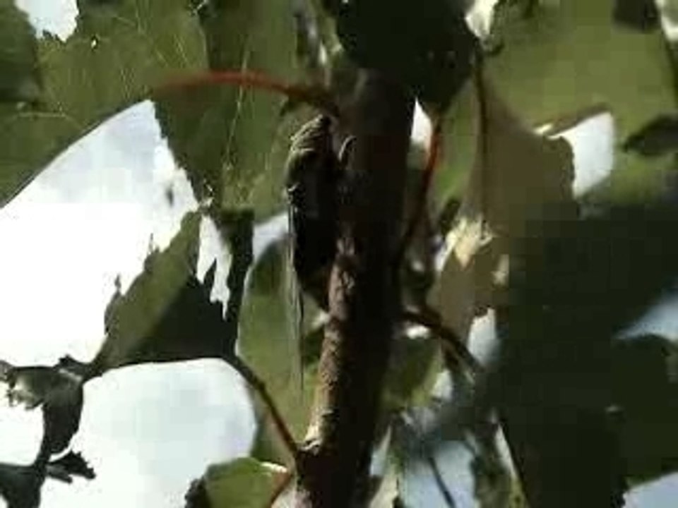 Chante la vie chante comme si tu devais mourir demain