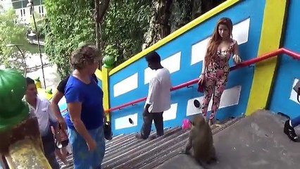 Crazy Monkey playing nerves of Girls