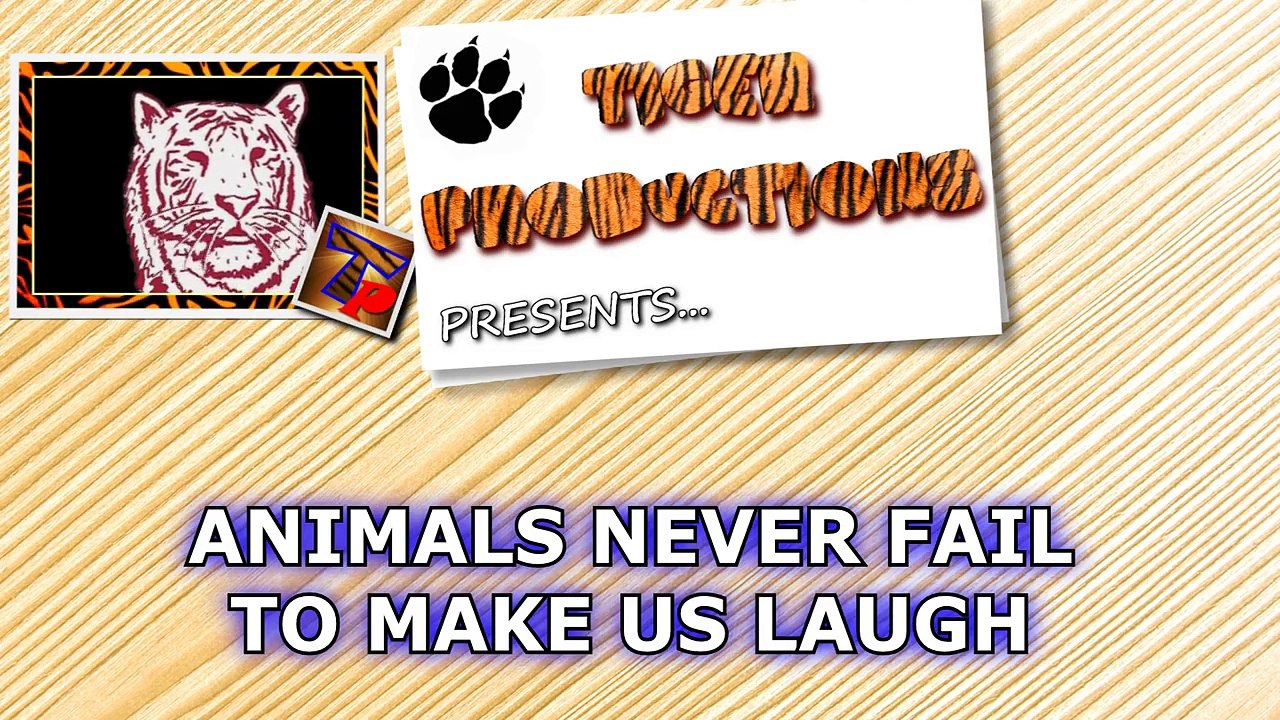 Animals never fail to make us laugh - Super funny animal compilation 22.09.2016