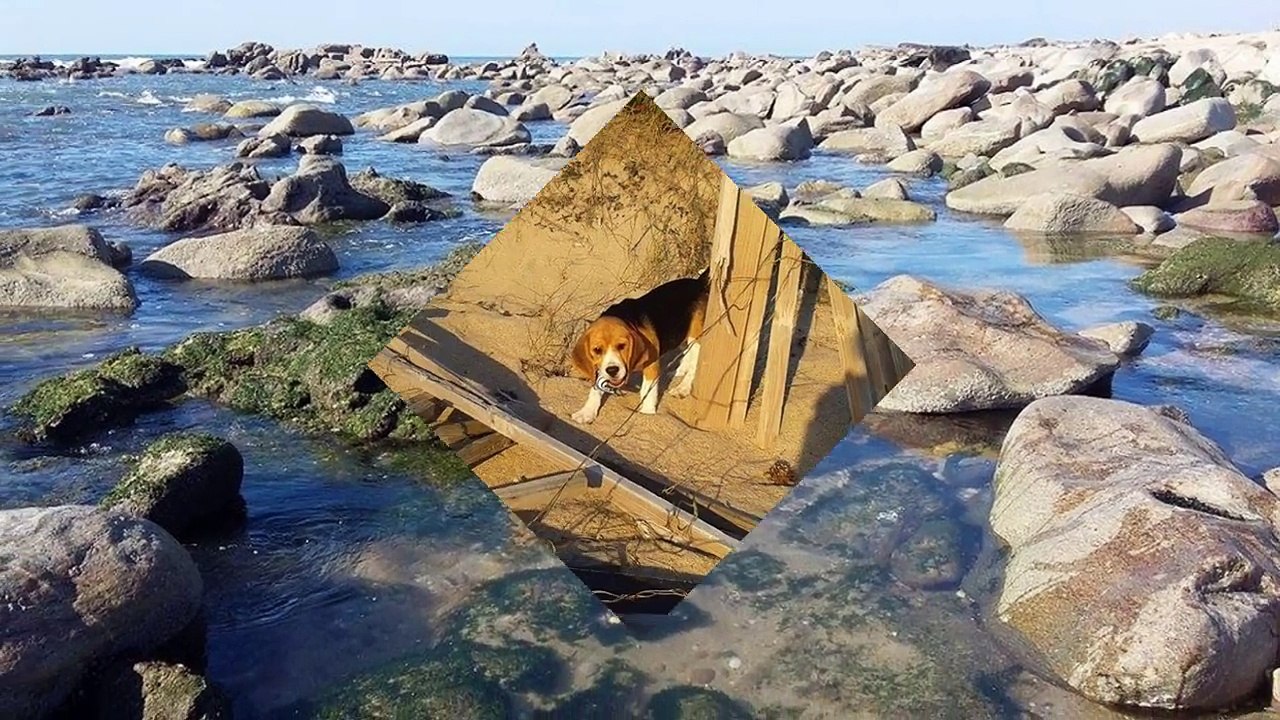 Beagle Nina - 1 year with us..