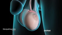 Symptoms And Treatments Of Testicular Cancer - Manipal Hospital