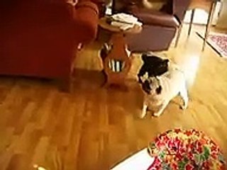 Pugs and laughing baby