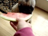 Pugs And Watermelon  What Happens