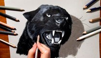 Speed Drawing of a Black Panther How to Draw Time Lapse Art Video Colored Pencil Illustration Artwork Draw Realism