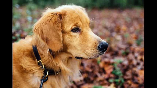 how to train a pitbull puppy basic commands