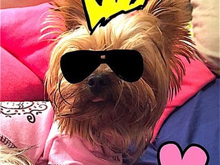 Perfect Pet Pictures: 3 Smart Apps to Make Fido Shine