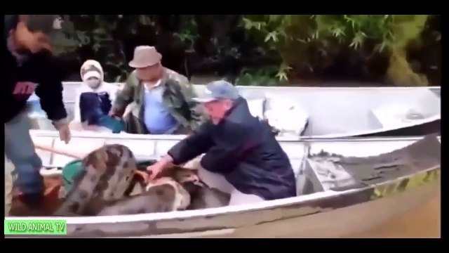 Worlds biggest python snake found on Earth # Biggest Python Snake - Giant Anaconda