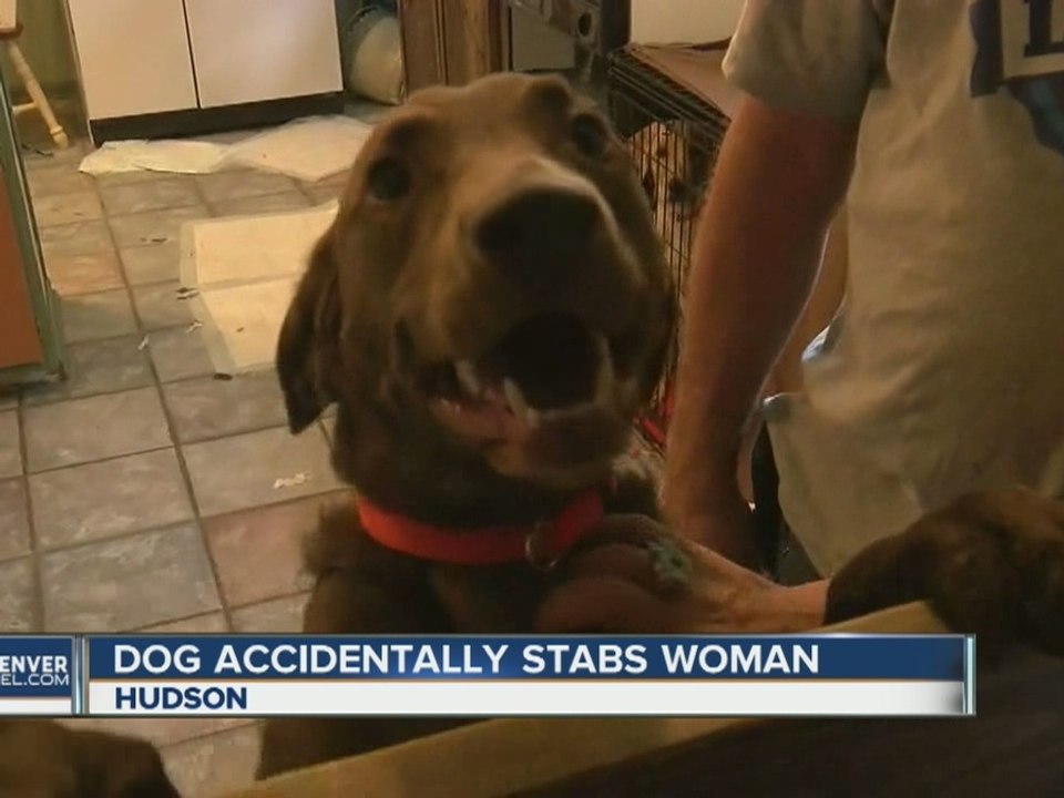 Dog stabs Colorado woman with knife
