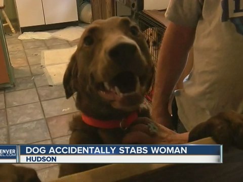 Dog stabs Colorado woman with knife