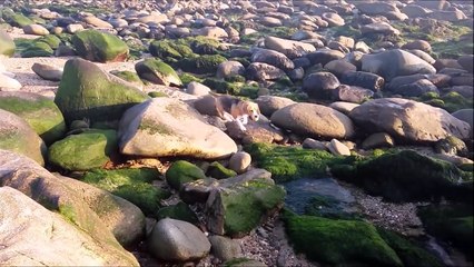 Beagle Nina - Fim de tarde na praia - Sunset on the Beach
