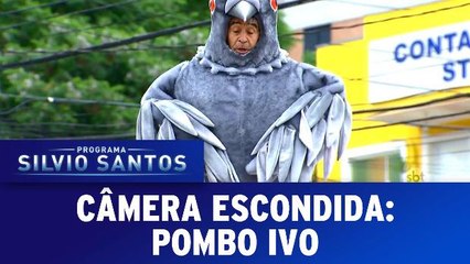 Câmera Escondida: Pombo Ivo