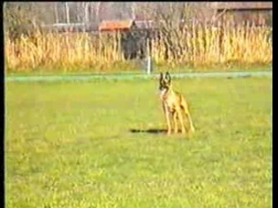 Urs von Löwenfels - Unterordnung