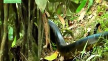 Worlds biggest snake found in Amazon river - Biggest python snake - Giant anaconda Larges