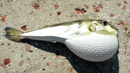 İzmir Körfezi'nde Balon Balığı Tehlikesi