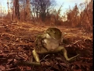 Un Principe Encantado (Prince Charming) - Película Completa en Español Latino