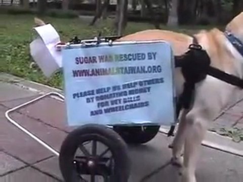 Chien a 2 pattes mais il a l'air heureux.