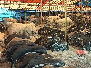 ট্যানারি মালিকদের সিন্ডিকেটের কবলে চামড়া শিল্প
