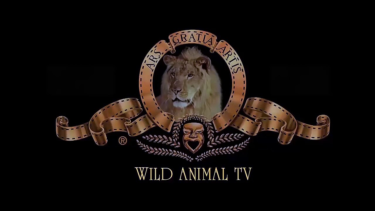 Crocodile Attack Lion Real Fight, Crocodile vs Zebra To Death, Antelope & Wild Boar and Hy