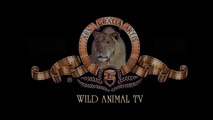 Lion vs Gnu to Death, Cheetah vs Buffalo, Leopard vs Zebra #20 Most Amazing Wild Animal At