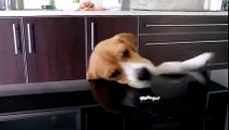 Beagle Nina - Teste à persistencia de um Beagle Persistence test