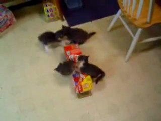 4 chatons et une boite de Coca