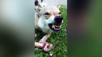 10 MOST DANGEROUS DOGS BREEDS IN THE WORLD
