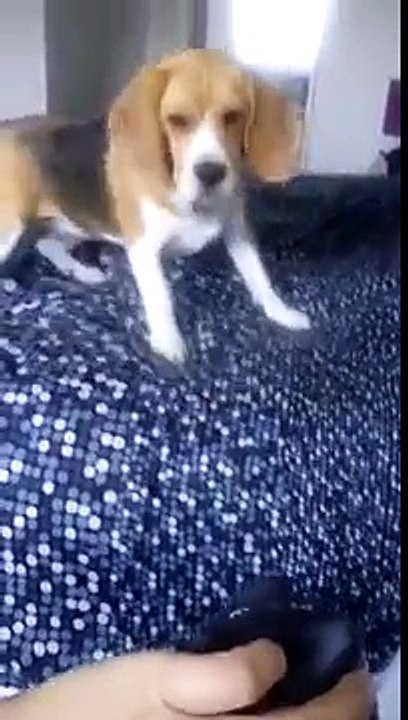 Beagle Nina - Assassin Pig O porquinho assassino