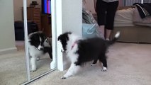 Cute Puppy Fascinated By Mirrors