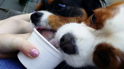 Cute Dogs Share Ice Cream
