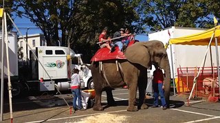 Elephant Has Huge Fart