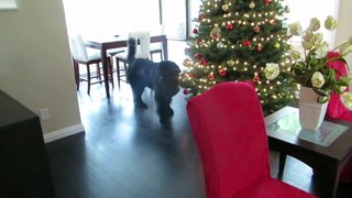 Little Girl Plays Hide And Seek With Giant Dog