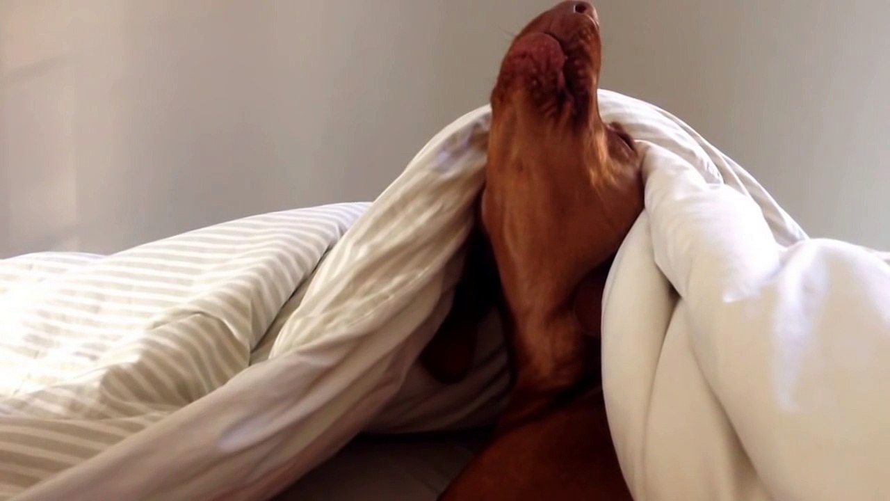 Dog Annoyed by Alarm is Clearly Not a Morning Person
