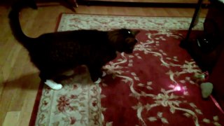 What Happens When You Put a Laser Pointer on a Cat’s Head