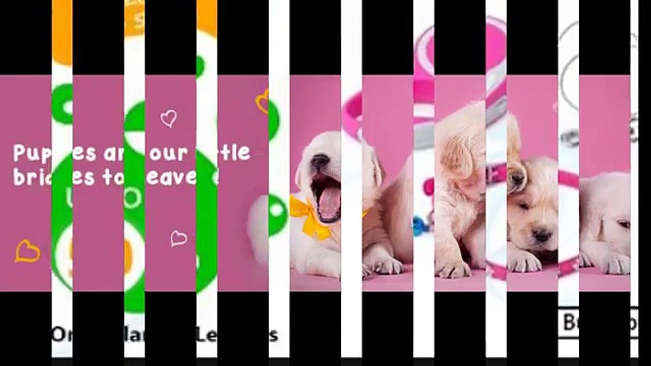Dog Daycare Encinitas