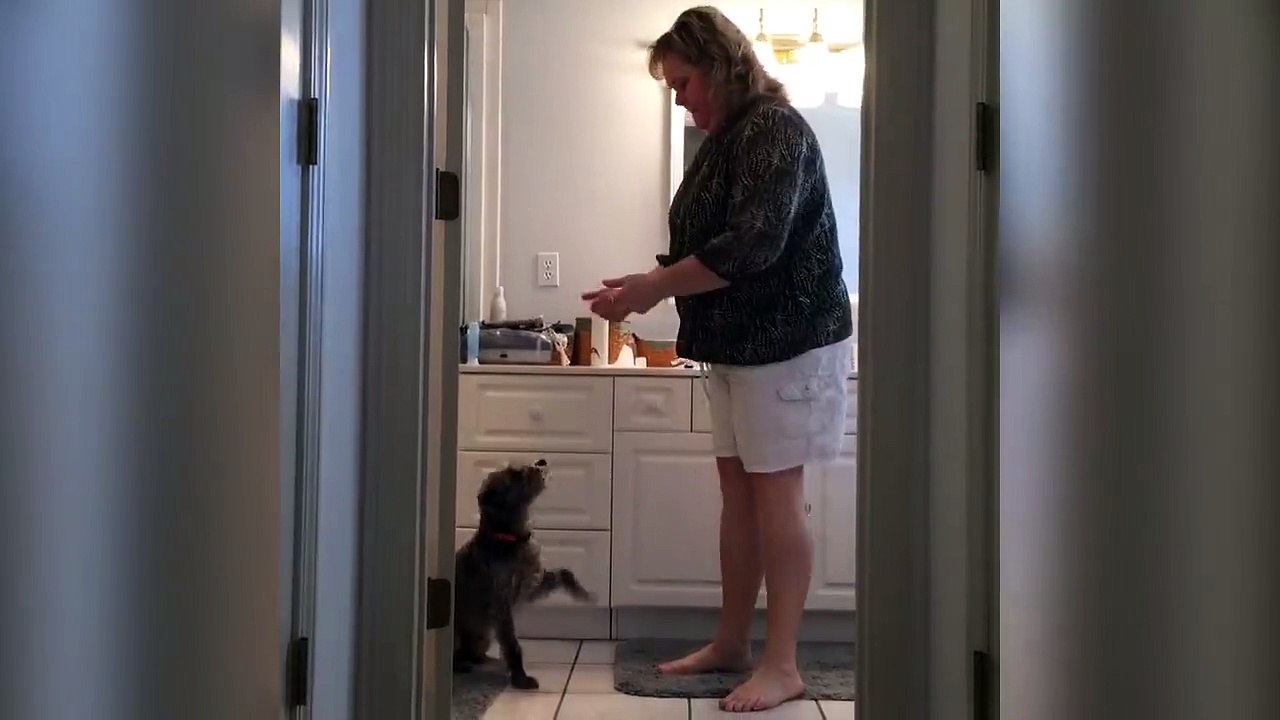 Cute Dog And Woman Get Their Dance On