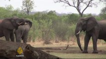 Zimbabwe seeks ivory ban removal