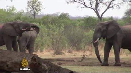 Zimbabwe seeks ivory ban removal
