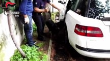 Pastore tedesco dell'Arma dei Carabinieri trova droga in automobile (Trani, BAT)