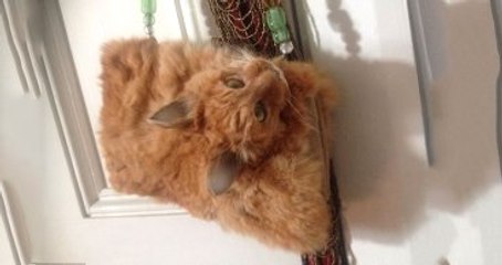 Yeni Zelanda'da Ölü Kediden Yapılmış El Çantası 3000 TL'ye Satışa Açıldı