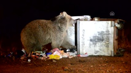 Aç Kalan Ayılar Çöp Konteynerlerini Mesken Tuttu