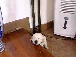 Un chien qui à très sommeil