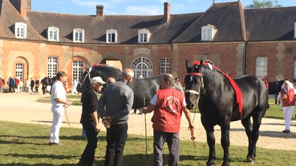 Championnat de France percherons