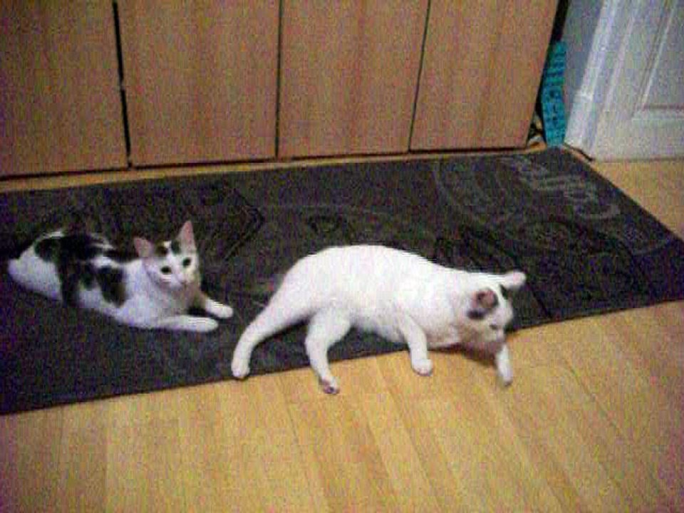 Harvey und Vinzent am 24.09.2016