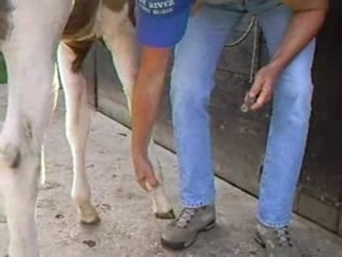 DRPH Chevaux Poulains Paint Horse