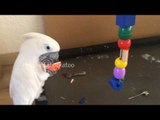 Tenacious Cockatoo Demonstrates Sheer Brawn of Her Beak