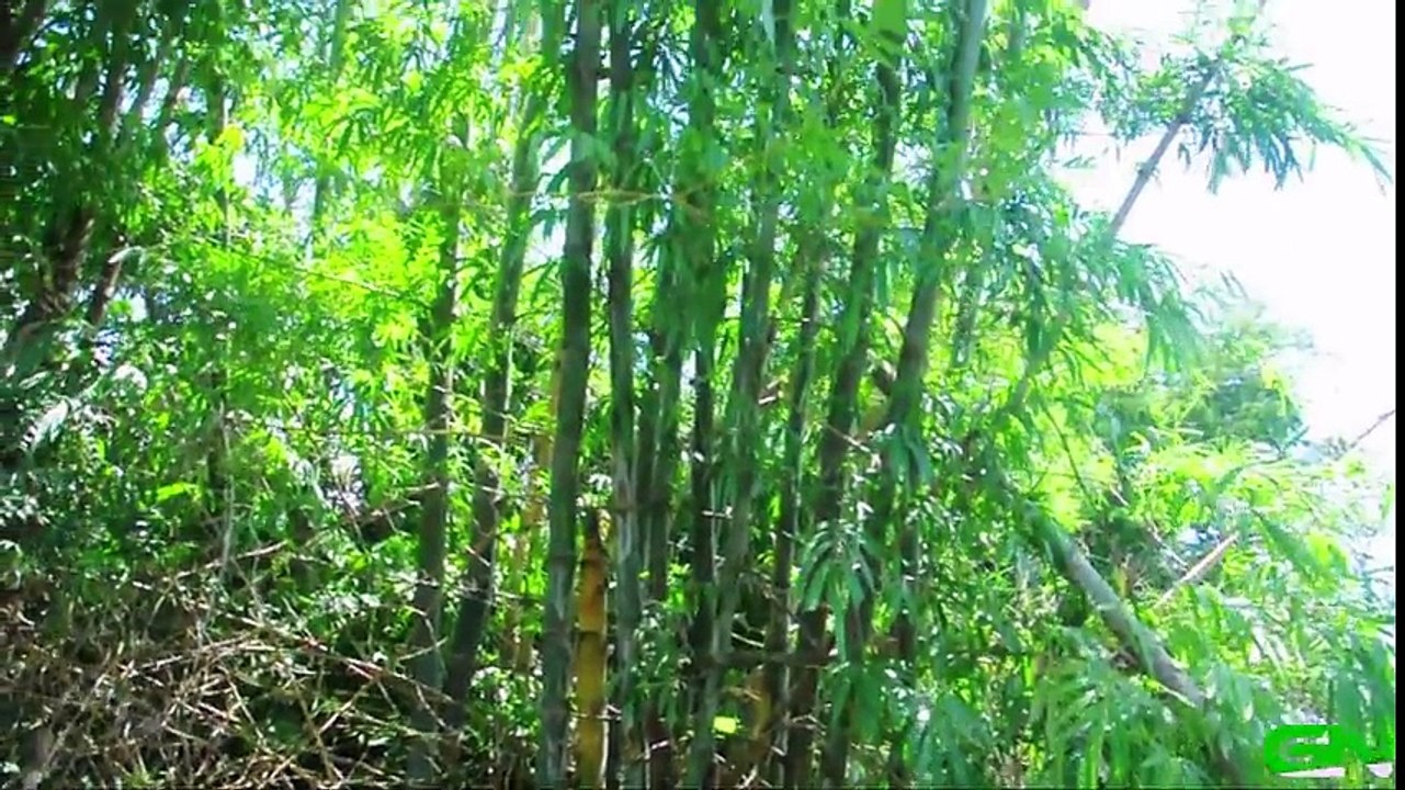 Wow! AMAZING Eel trap. How To Make Eels Trap in Kompong Kdey Village. Catching eels in cambodian