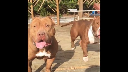 Питбульная команда. Смешные приколы собаки