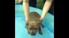 Плывун. Смешные приколы собаки