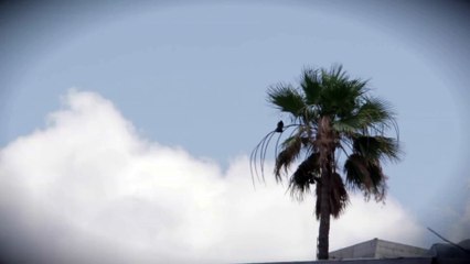 Windy Palm
