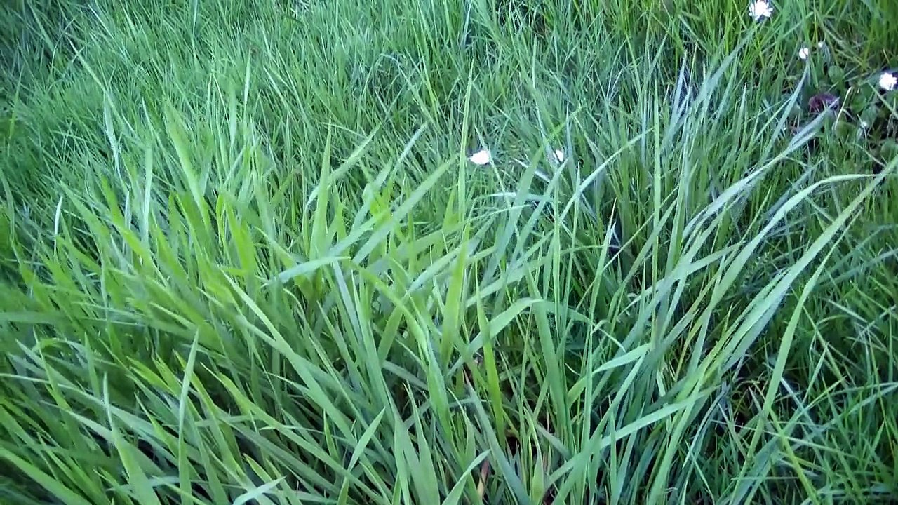 Tall Grass - Ultra High Definition Video HD